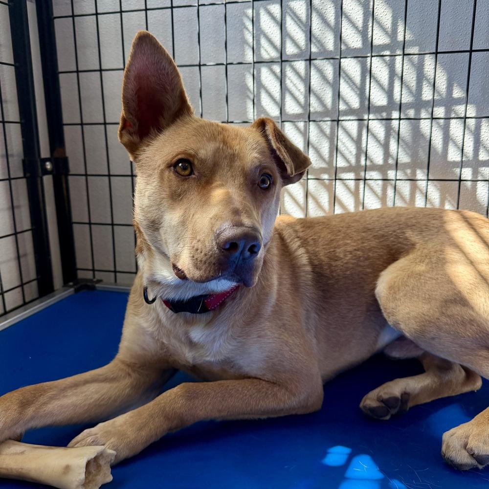 Buddy, Adoptable, Young Male Mixed Breed.