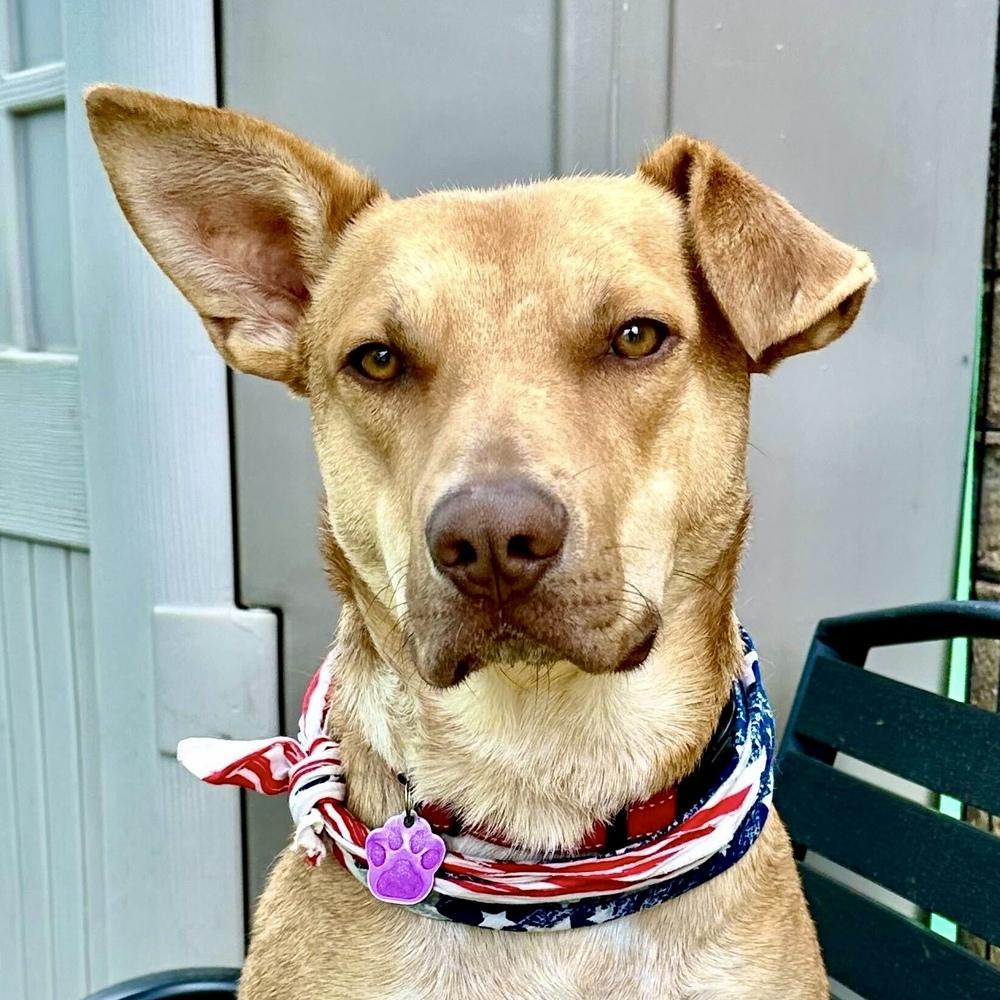 Buddy, a Adoptable mixed breed in Hurricane, UT image 1/6