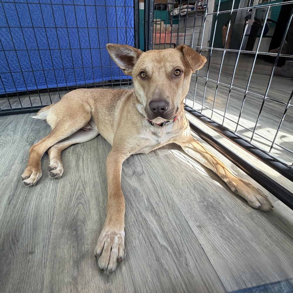 Enlarge Buddy, a Adoptable mixed breed in Hurricane, UT image 2/6