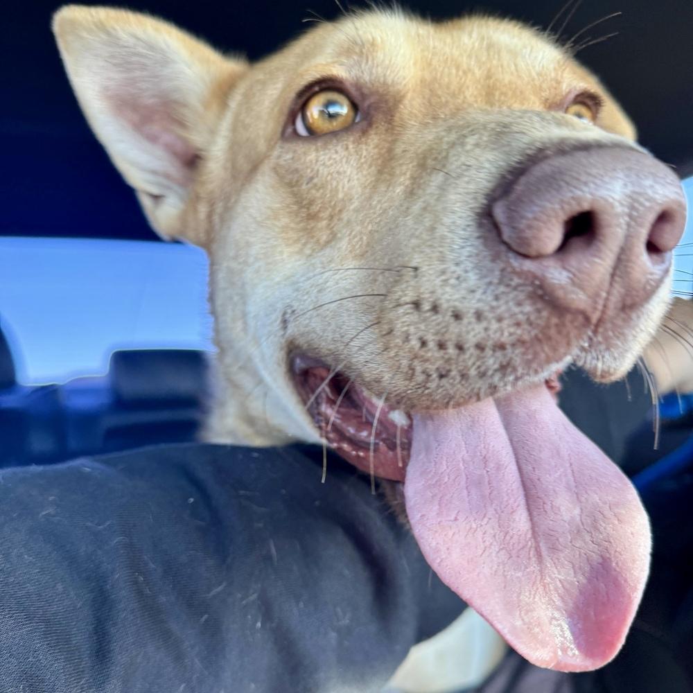 Buddy, Adoptable, Young Male Mixed Breed.