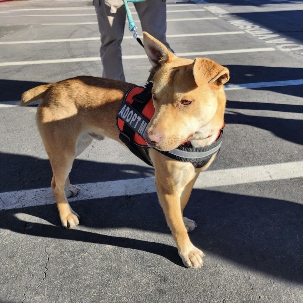Buddy, Adoptable, Young Male Mixed Breed.