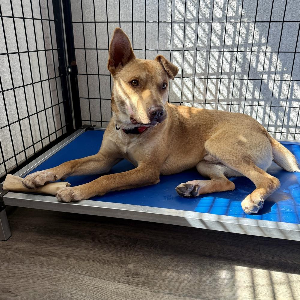 Enlarge Buddy, a Adoptable mixed breed in Hurricane, UT image 5/6