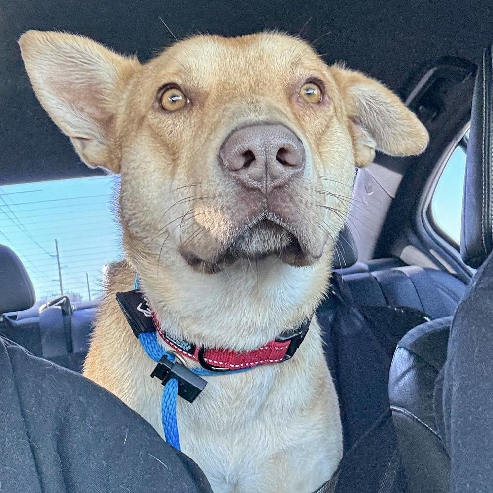 Enlarge Buddy, a Adoptable mixed breed in Hurricane, UT image 2/5