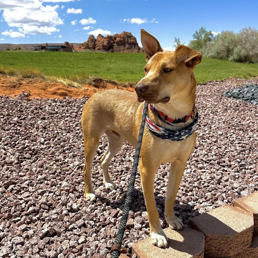 Buddy, a Adoptable mixed breed in Hurricane, UT image 2/6