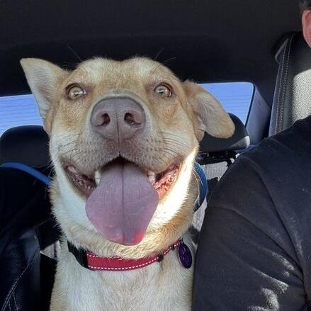 Enlarge Buddy, a Adoptable mixed breed in Hurricane, UT image 3/5