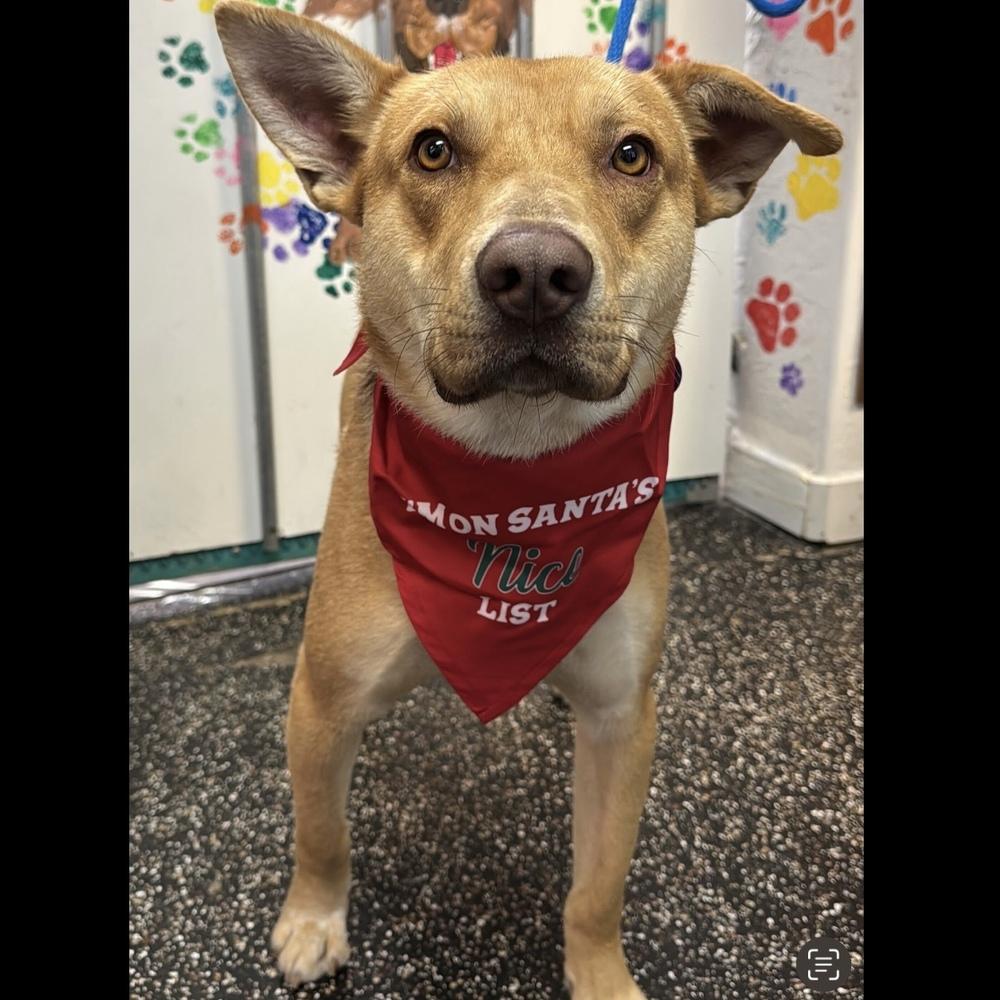 Enlarge Buddy, a Adoptable mixed breed in Hurricane, UT image 4/5