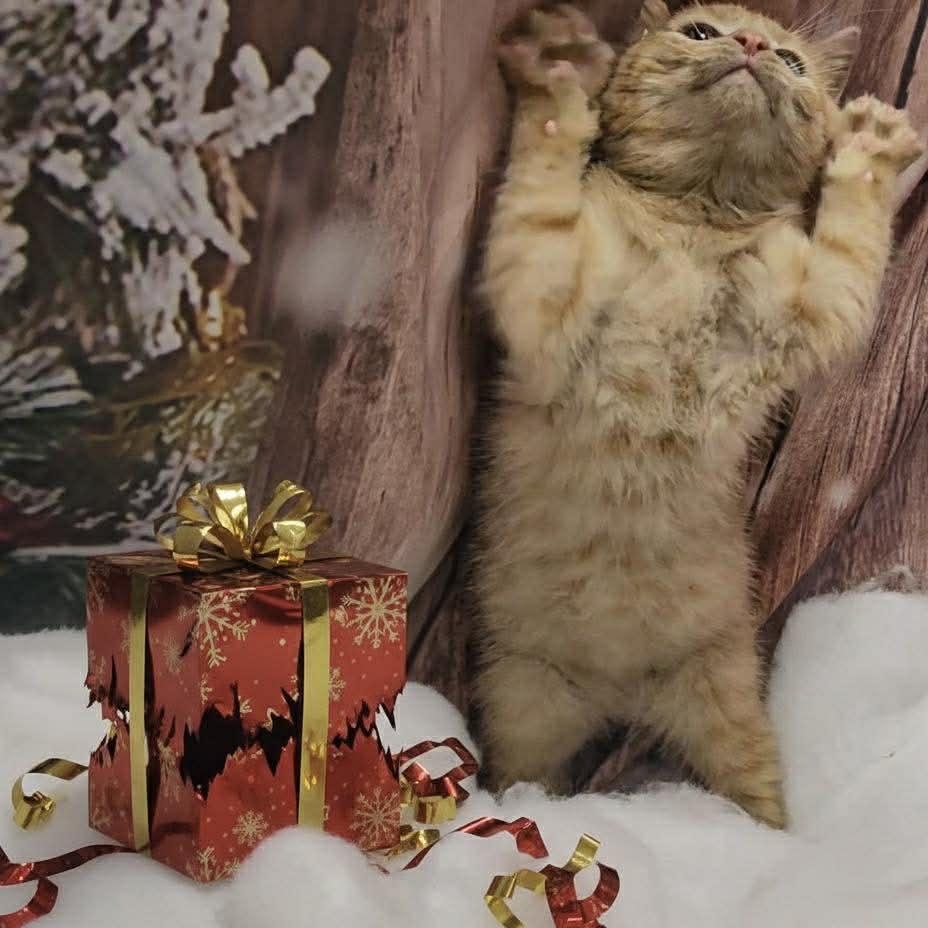 Pumpkin, a Adoptable mixed breed in Petersburg, IL image 1/5