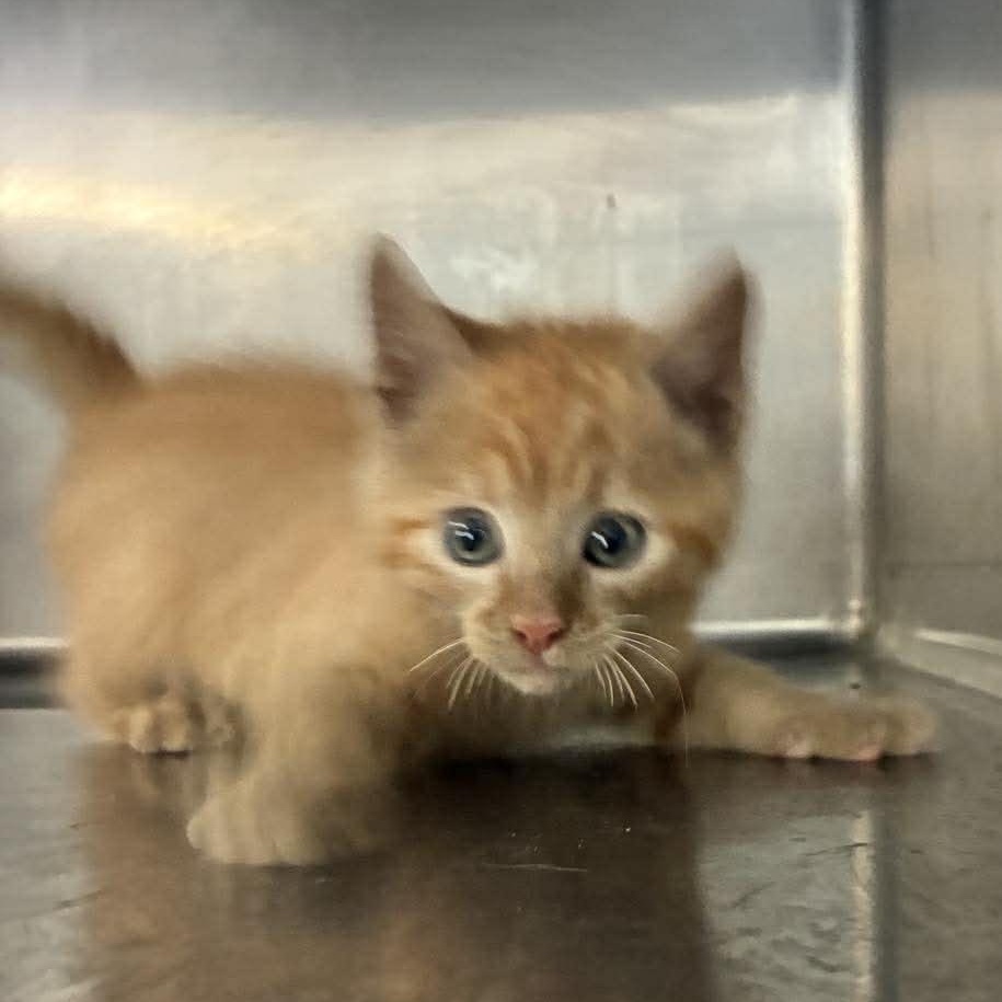 Pumpkin, a Adoptable mixed breed in Petersburg, IL image 2/5