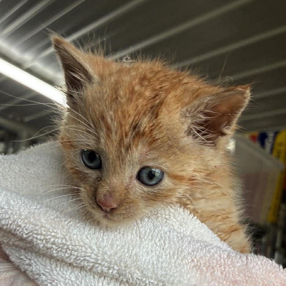 Pumpkin, a Adoptable mixed breed in Petersburg, IL image 3/5