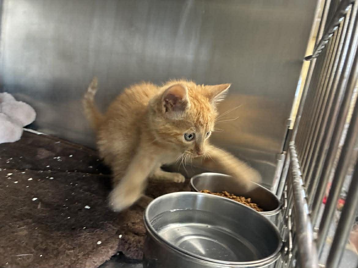 Pumpkin, a Adoptable mixed breed in Petersburg, IL image 4/5