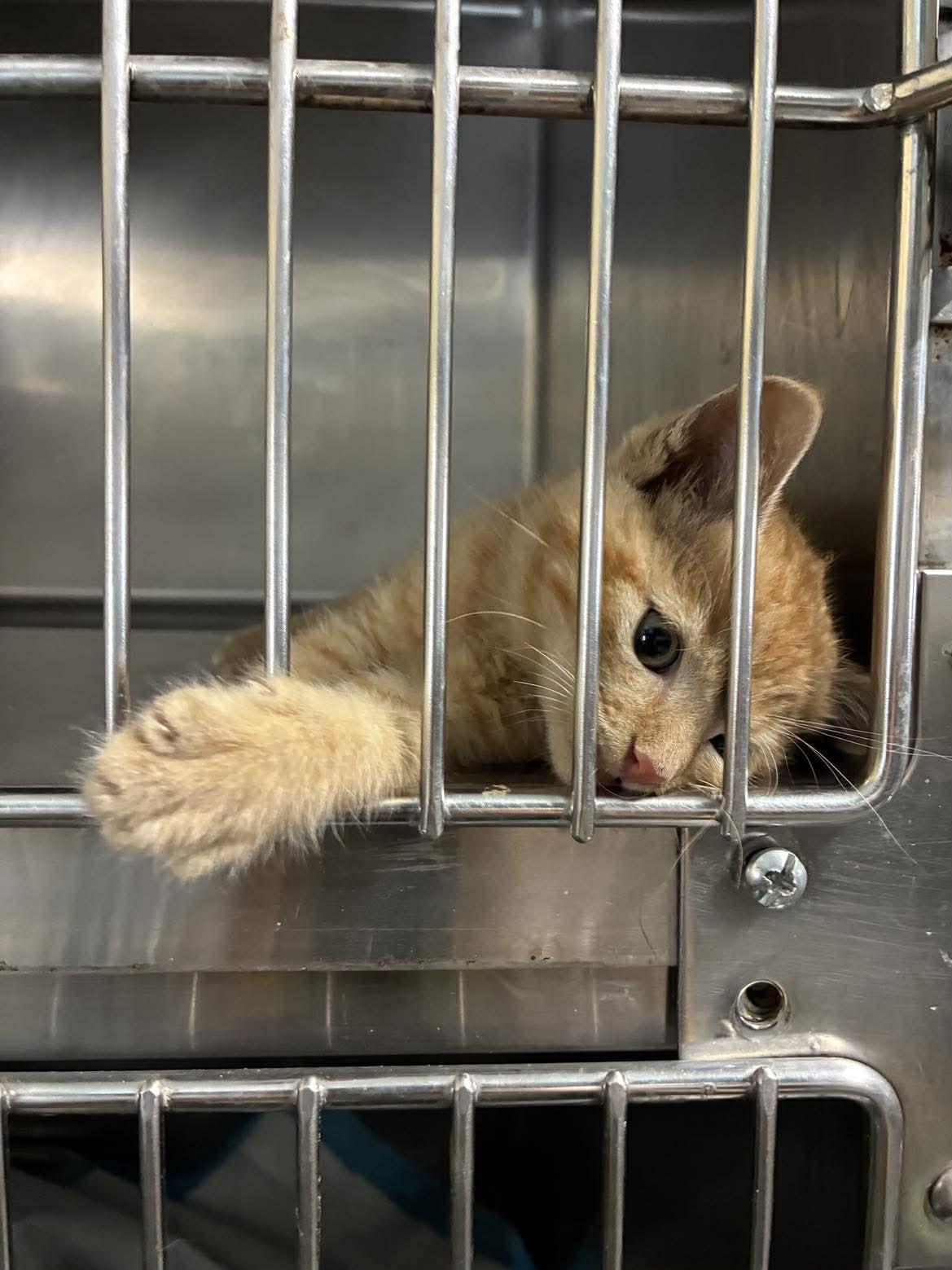 Pumpkin, a Adoptable mixed breed in Petersburg, IL image 5/5