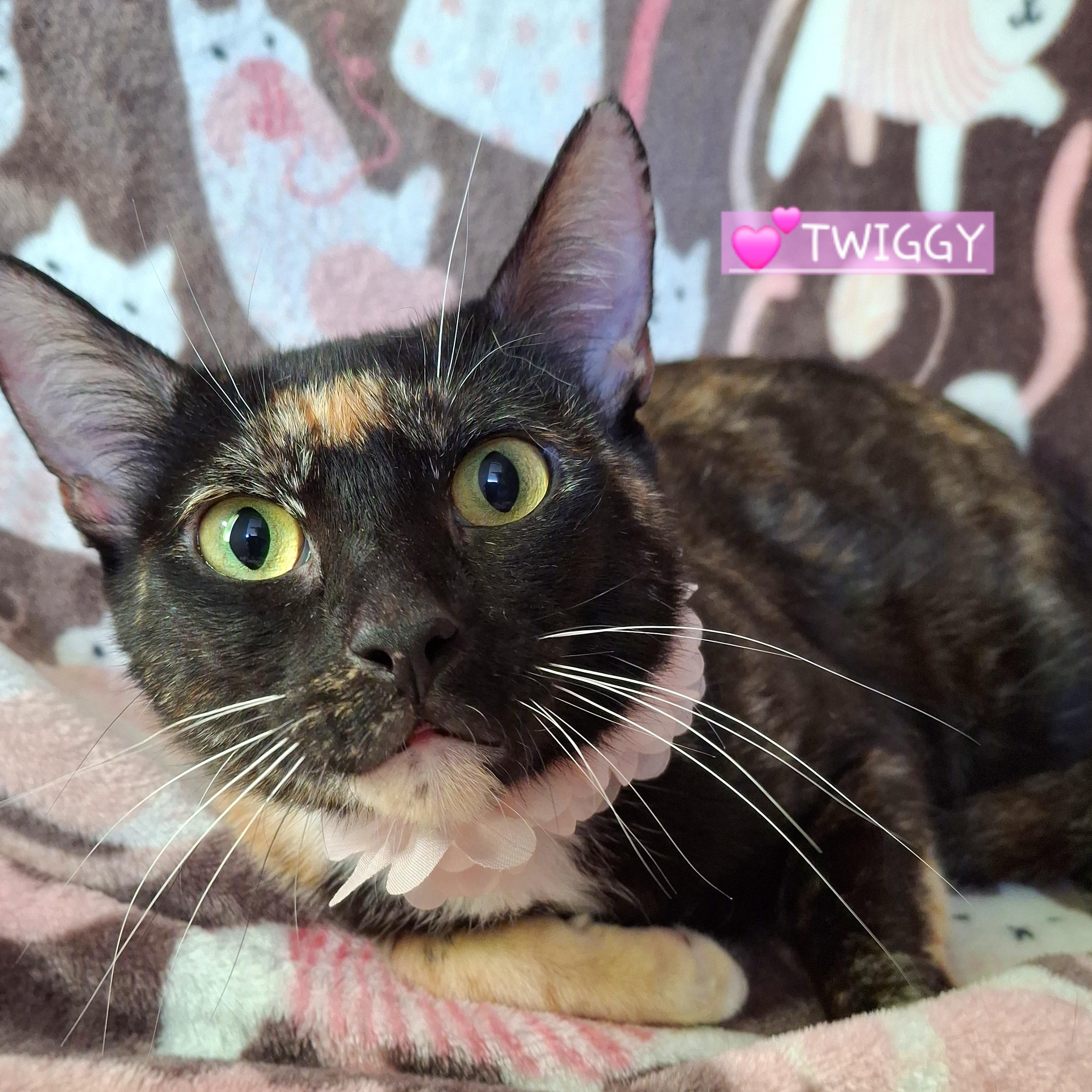 Enlarge TWIGGY, a Adoptable mixed breed in Fullerton, CA image 4/4