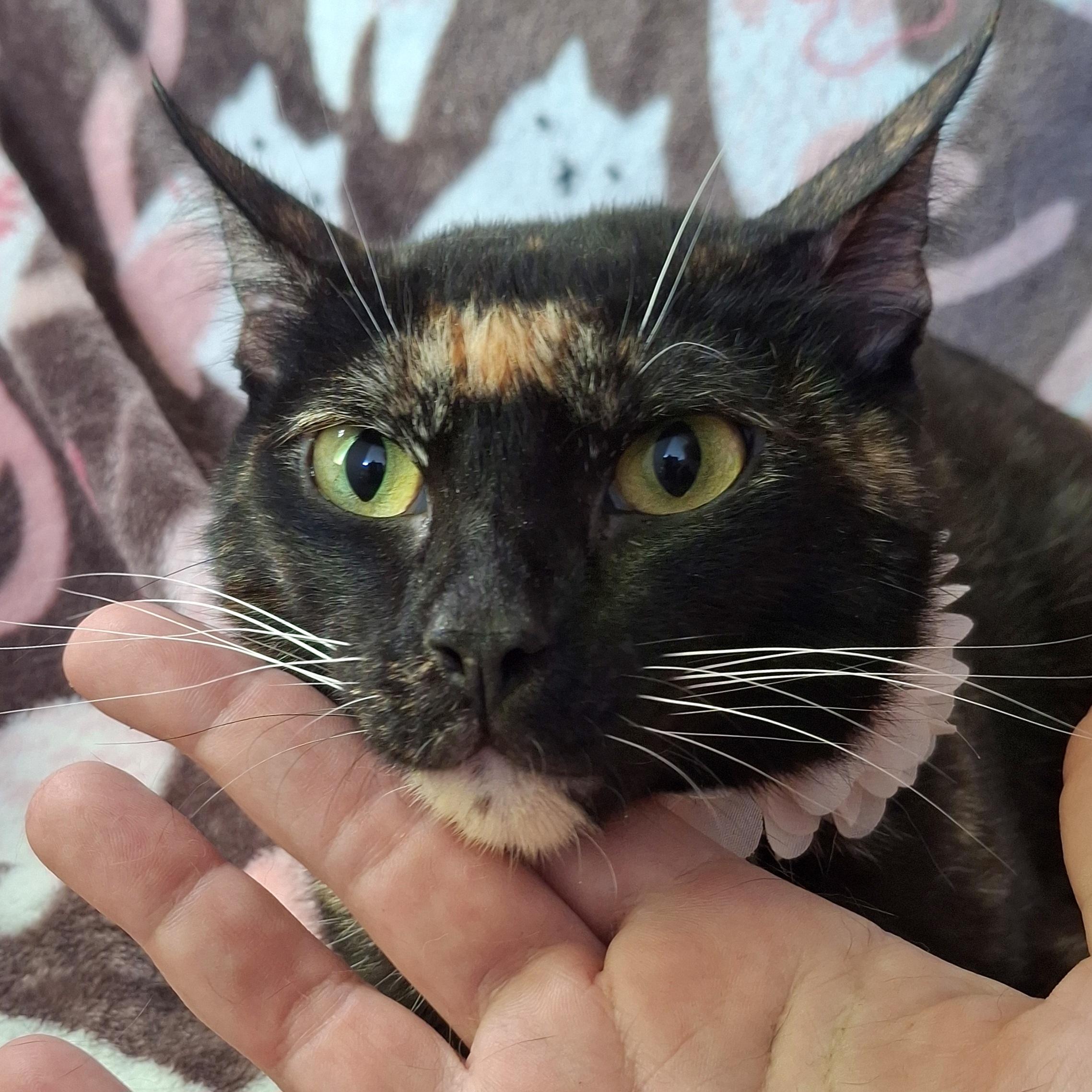 Enlarge TWIGGY, a Adoptable mixed breed in Fullerton, CA image 3/4