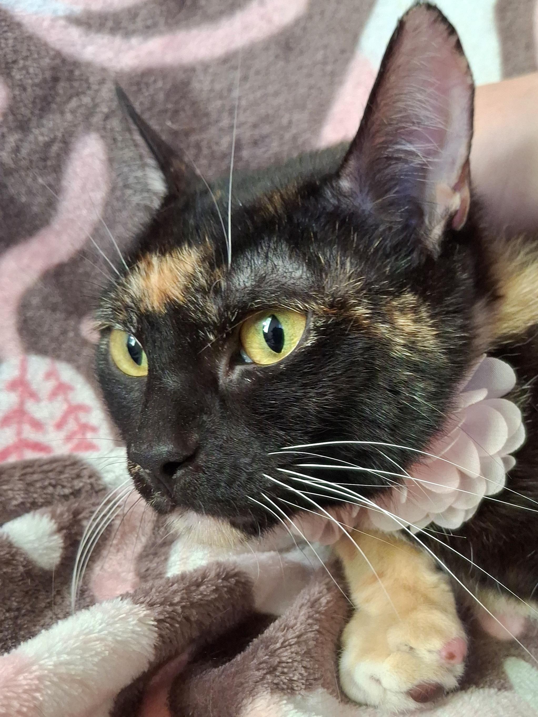 Enlarge TWIGGY, a Adoptable mixed breed in Fullerton, CA image 2/4