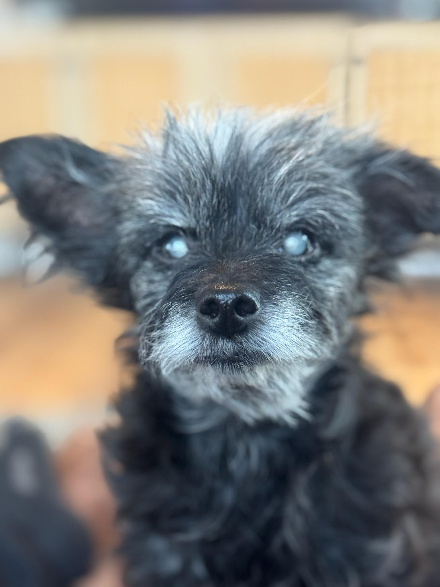 Enlarge Vera, a Adoptable mixed breed in Austin, TX image 5/6