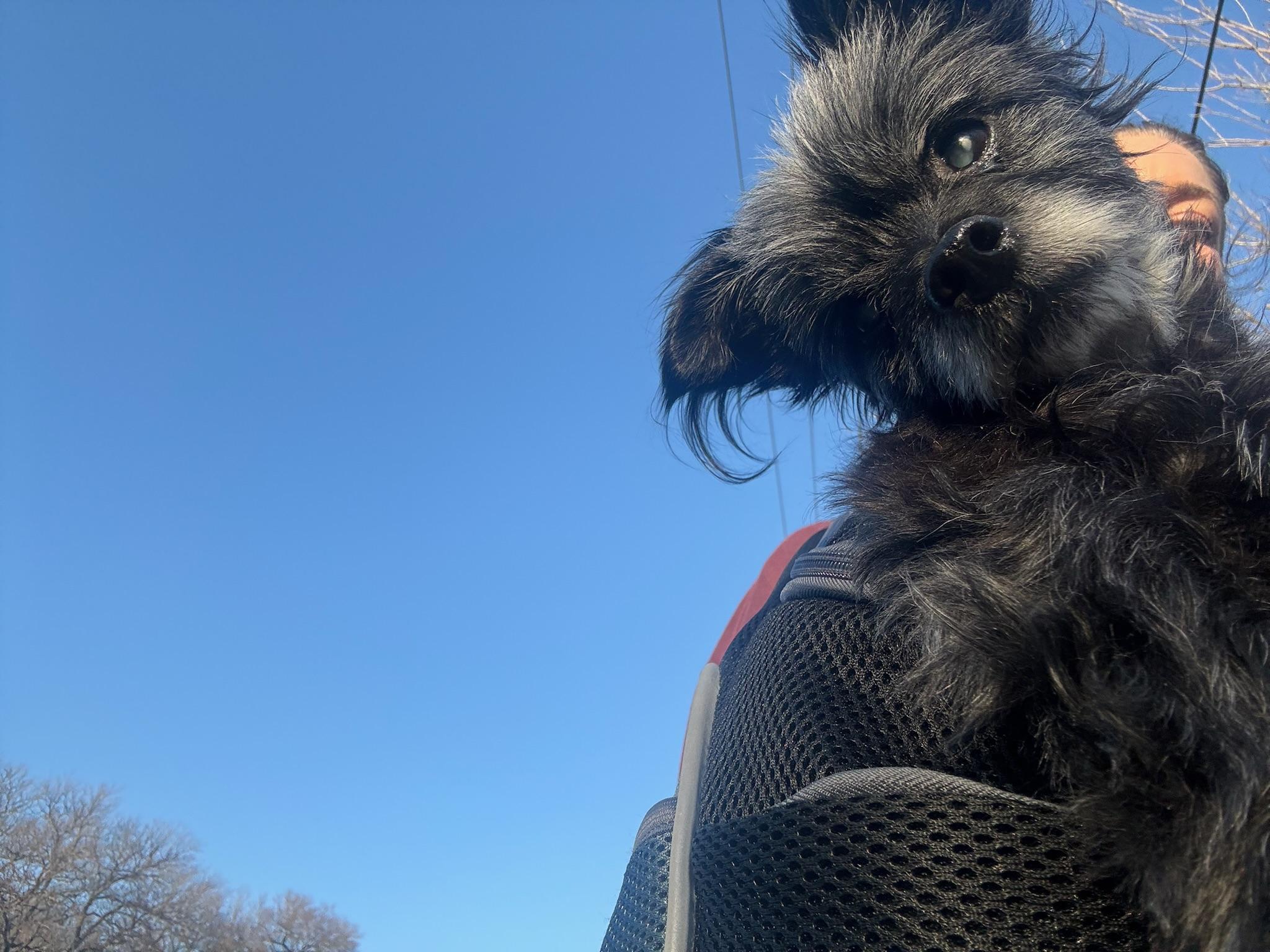 Enlarge Vera, a Adoptable mixed breed in Austin, TX image 6/6