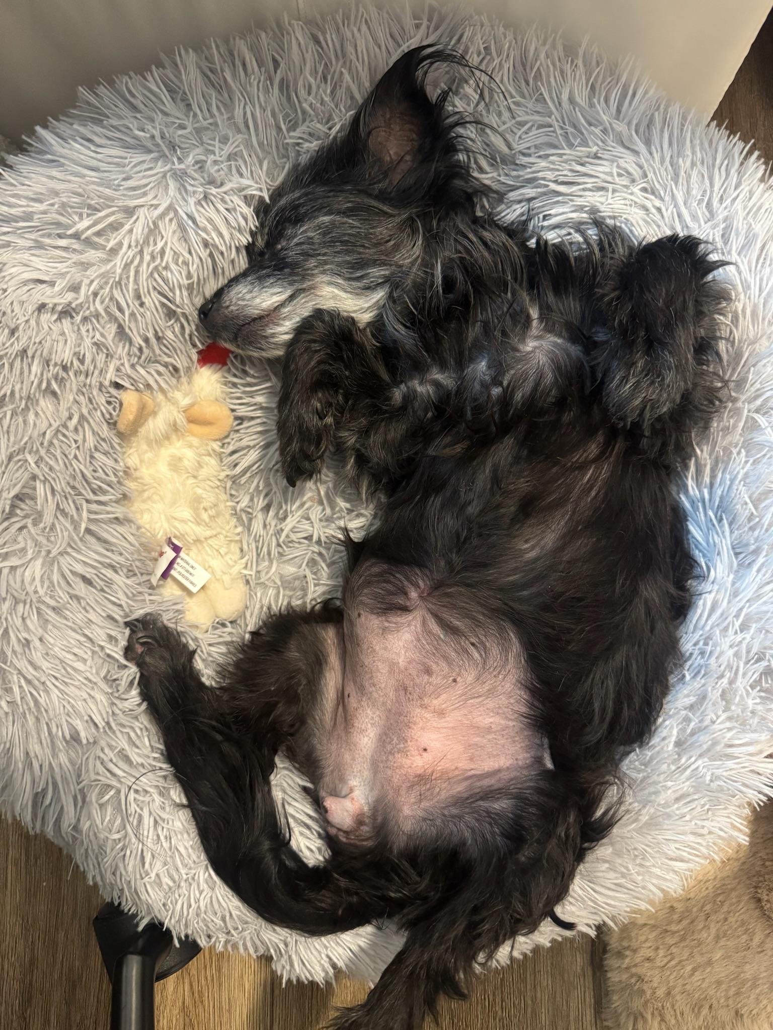 Enlarge Vera, a Adoptable mixed breed in Austin, TX image 4/6