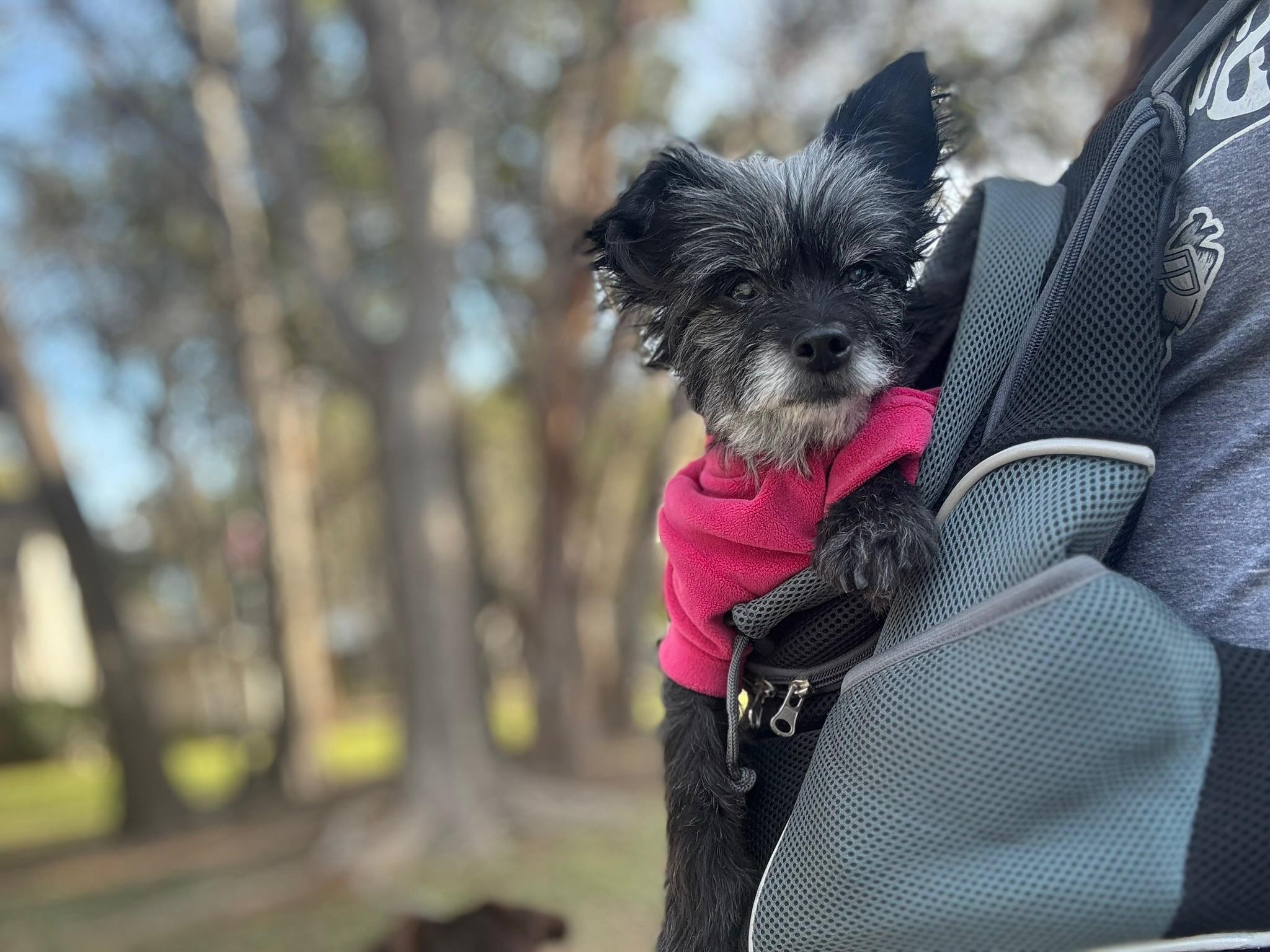 Vera, Adoptable, Senior Female Chihuahua.