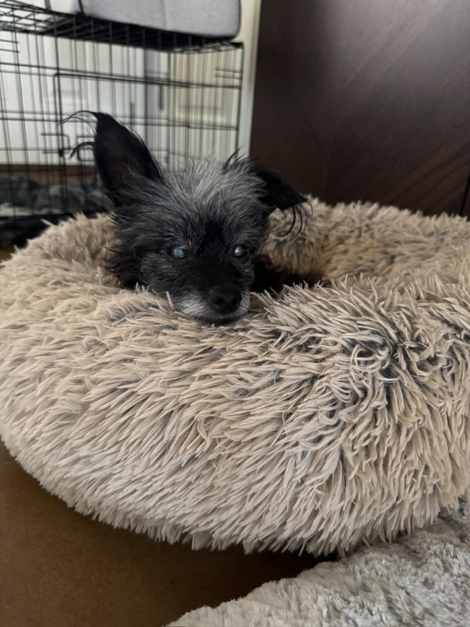 Vera, a Adoptable mixed breed in Austin, TX image 2/4