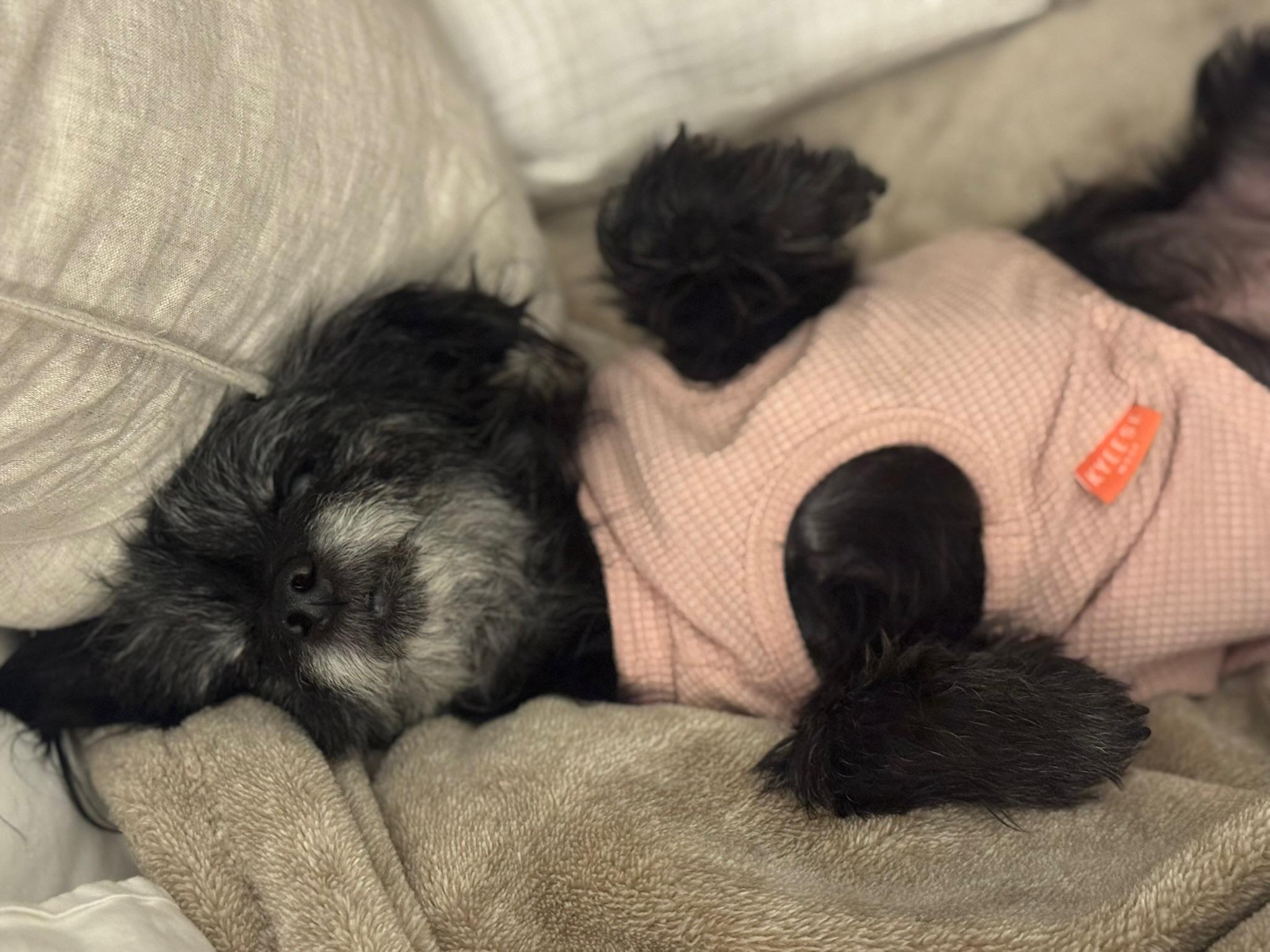 Enlarge Vera, a Adoptable mixed breed in Austin, TX image 3/6