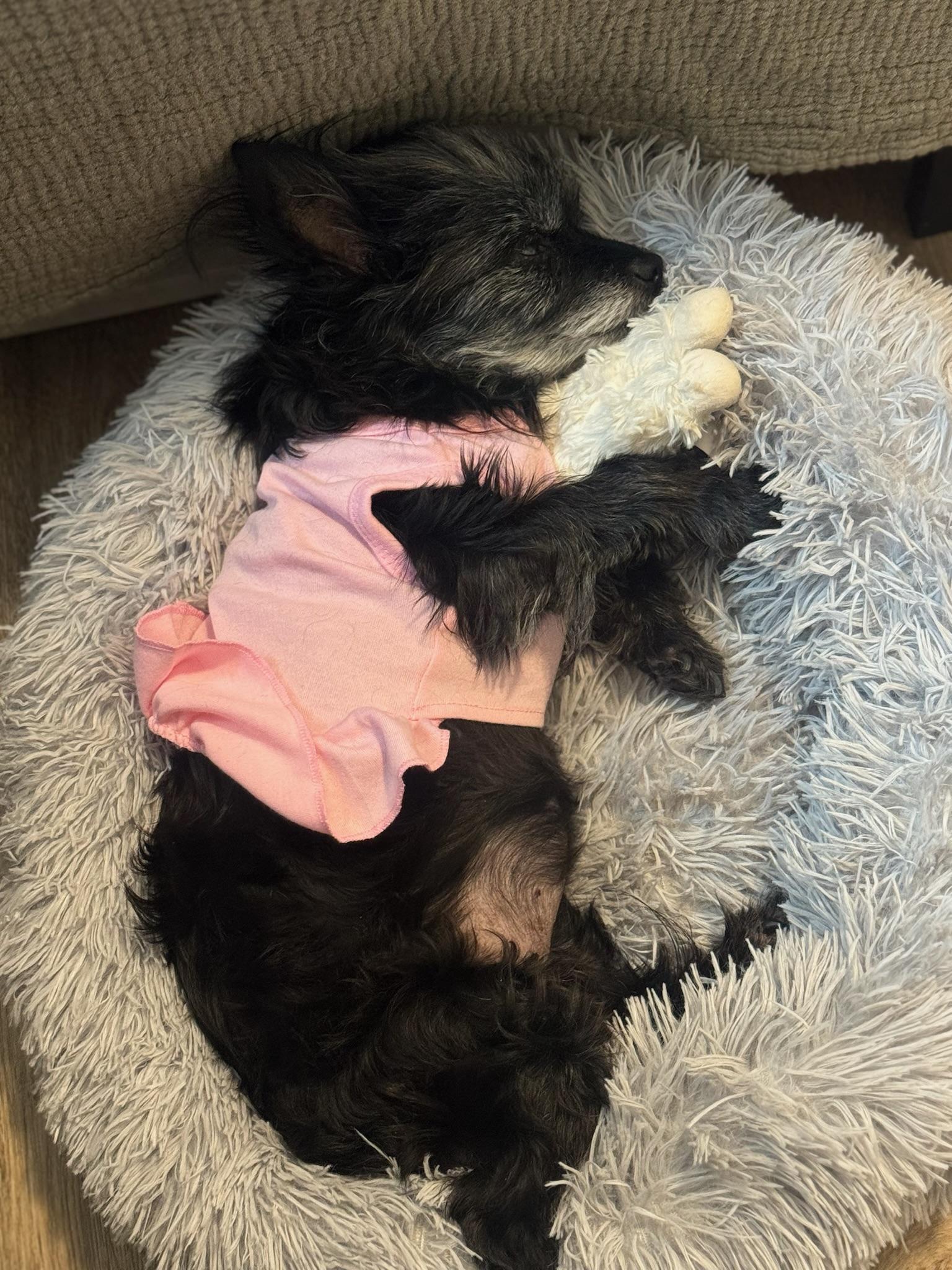 Enlarge Vera, a Adoptable mixed breed in Austin, TX image 2/6