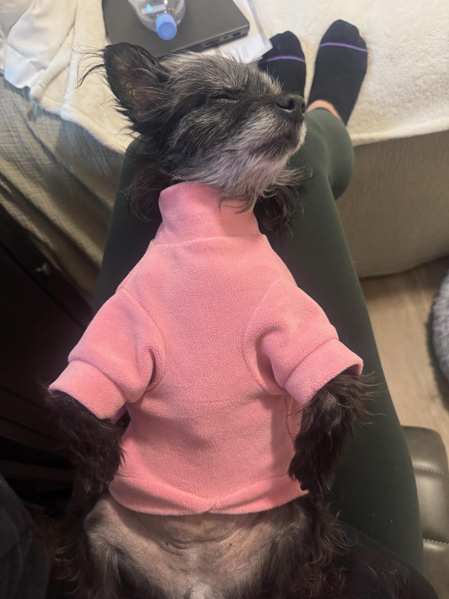 Enlarge Vera, a Adoptable mixed breed in Austin, TX image 5/6