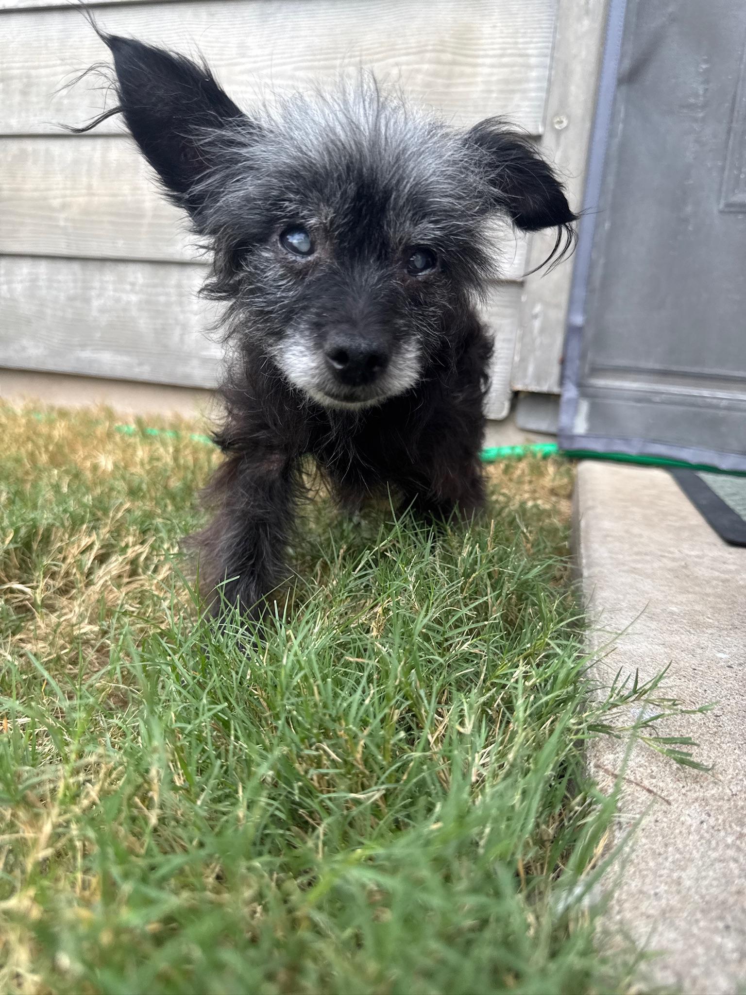 Vera, a Adoptable mixed breed in Austin, TX image 1/4