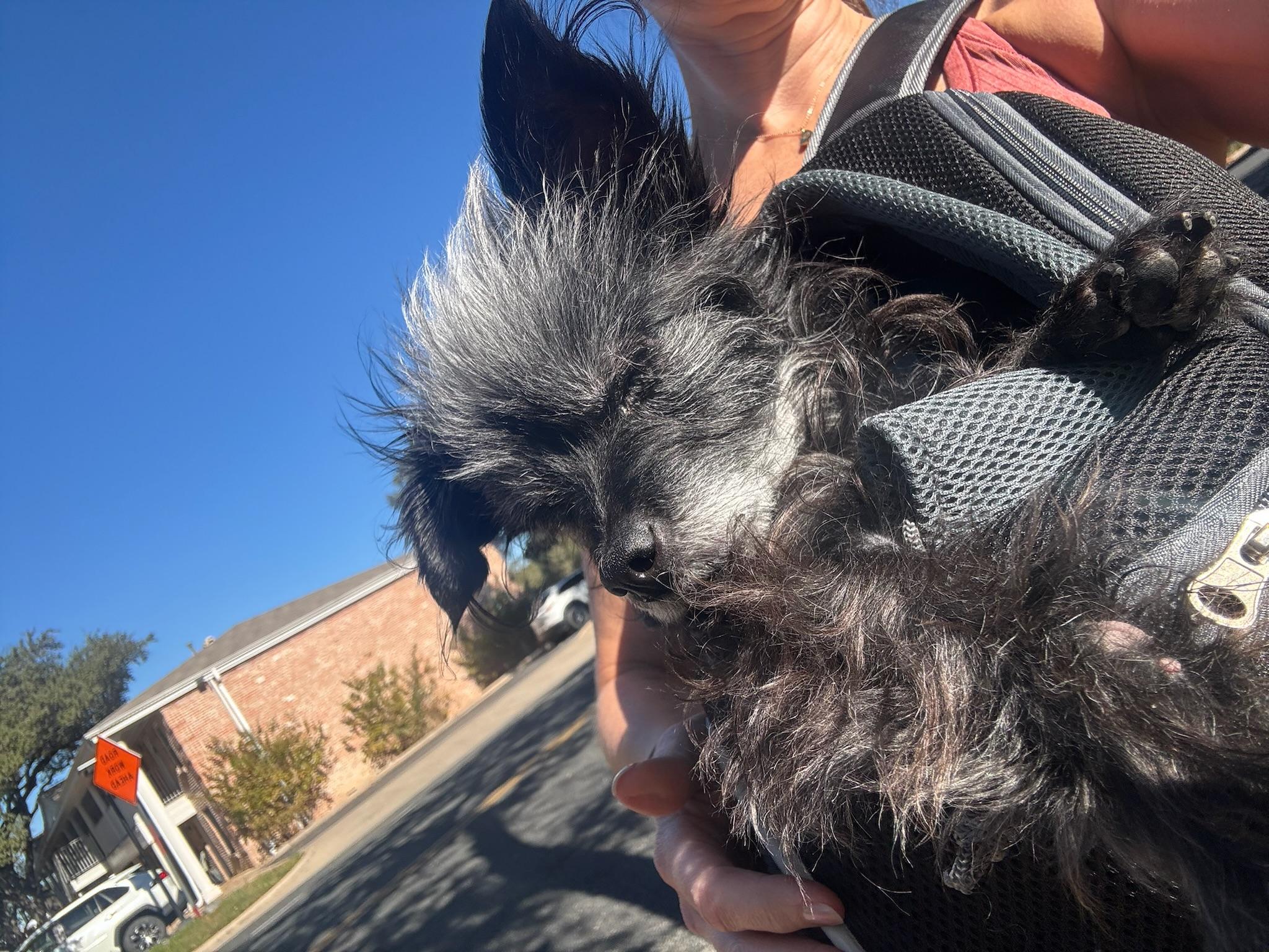 Enlarge Vera, a Adoptable mixed breed in Austin, TX image 6/6