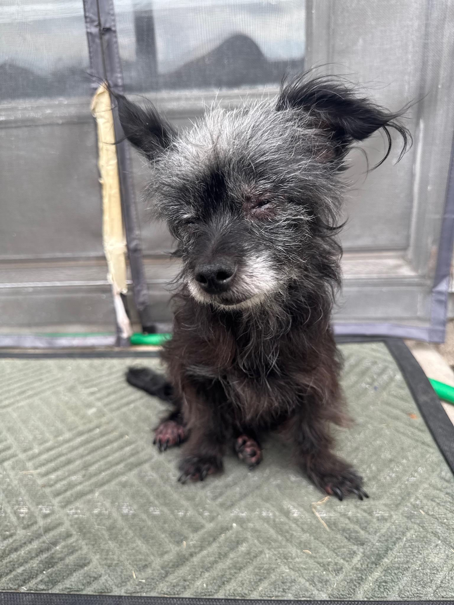 Vera, a Adoptable mixed breed in Austin, TX image 3/4