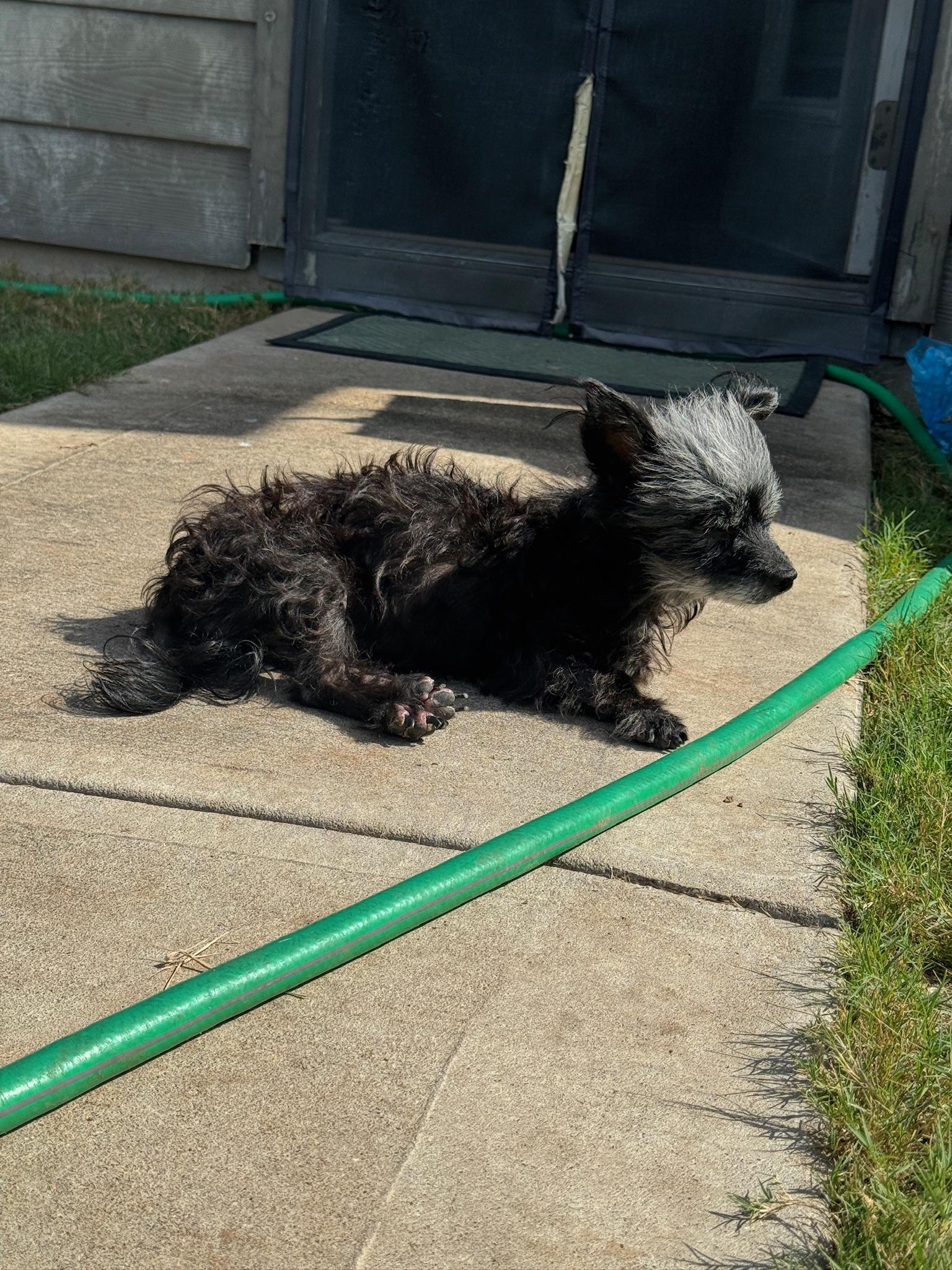 Vera, a Adoptable mixed breed in Austin, TX image 4/4