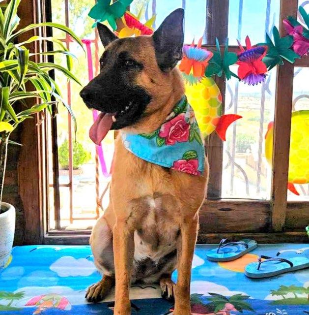 Violeta, Adult Female German Shepherd Dog