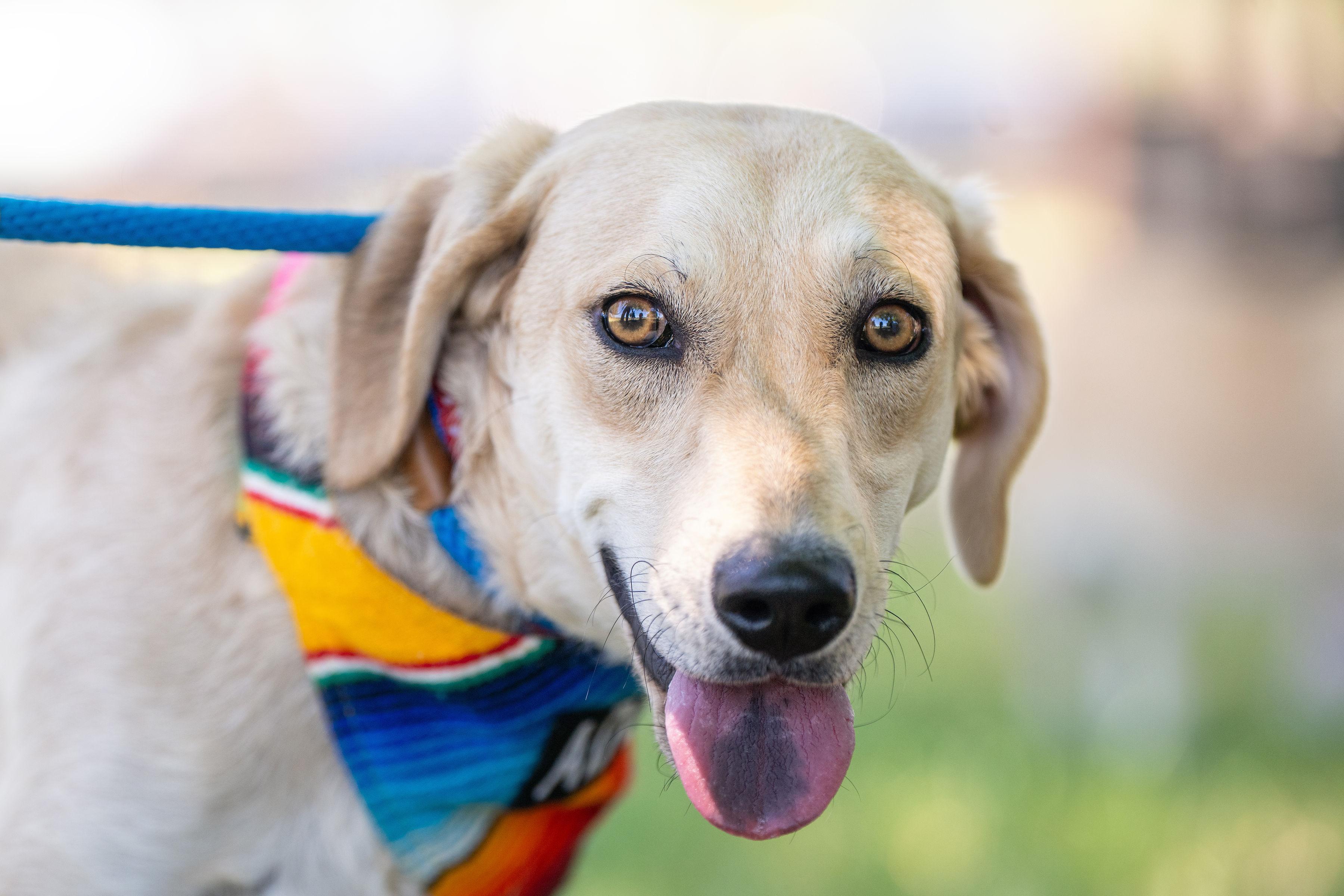 Enlarge Choriza, a ADOPTABLE mixed breed in Santa Rosa, CA image 1/4