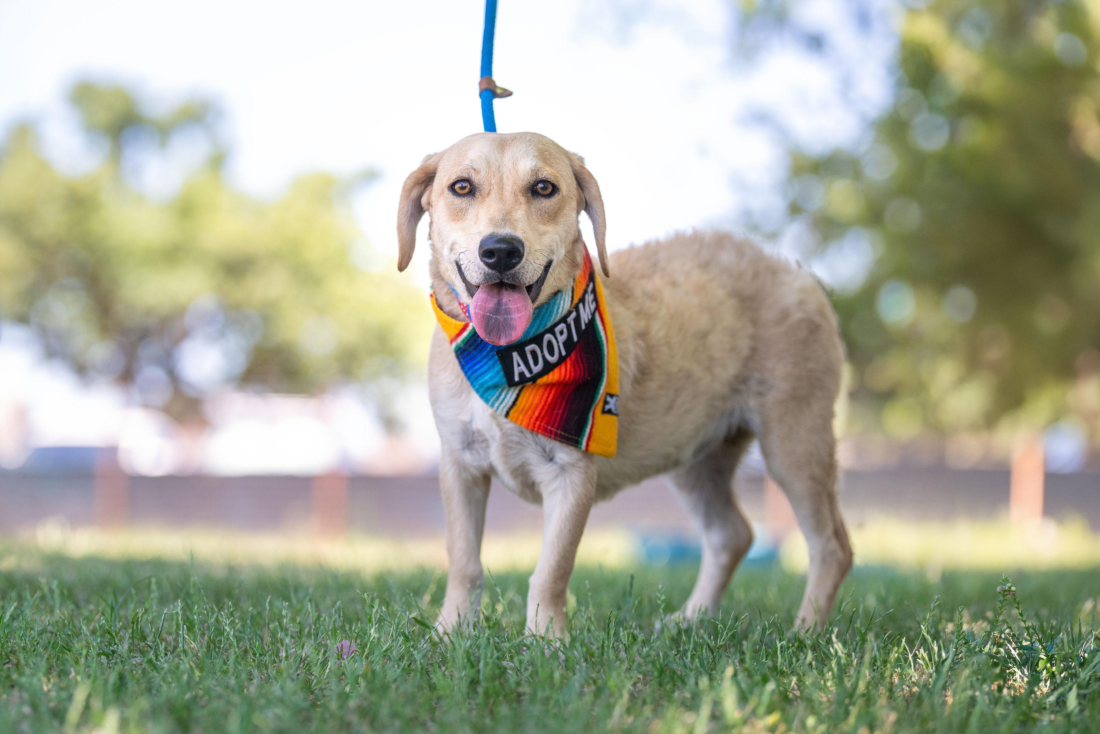 Enlarge Choriza, a ADOPTABLE mixed breed in Santa Rosa, CA image 2/4