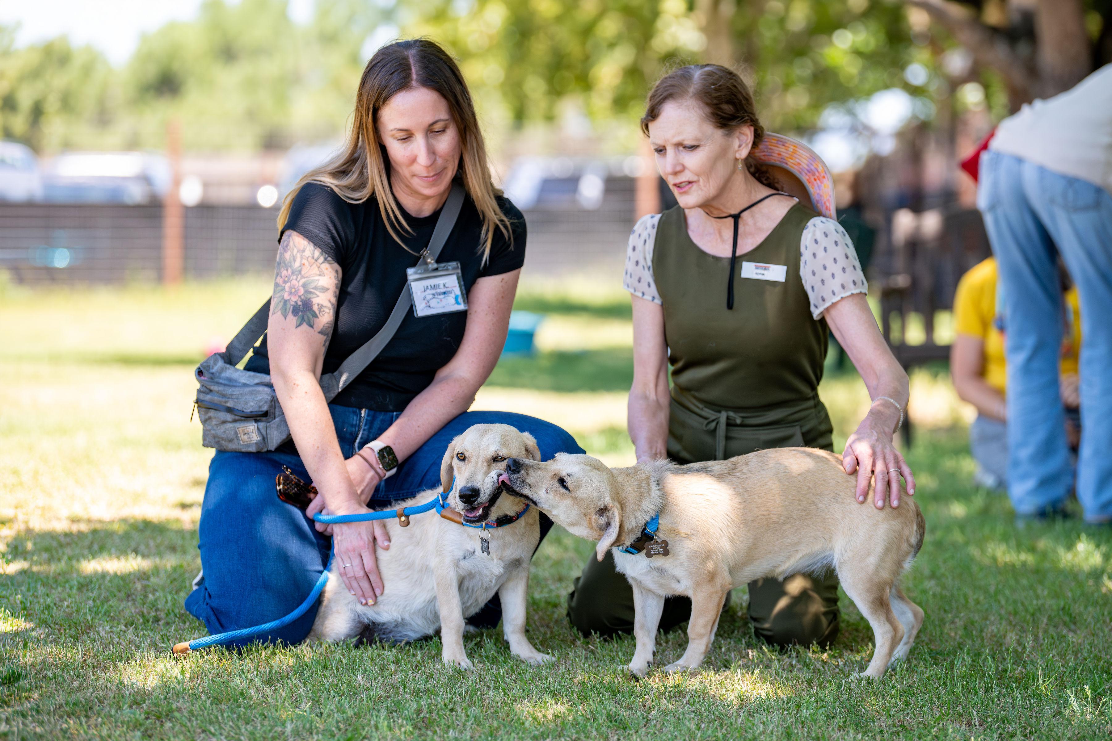 Enlarge Choriza, a ADOPTABLE mixed breed in Santa Rosa, CA image 3/4
