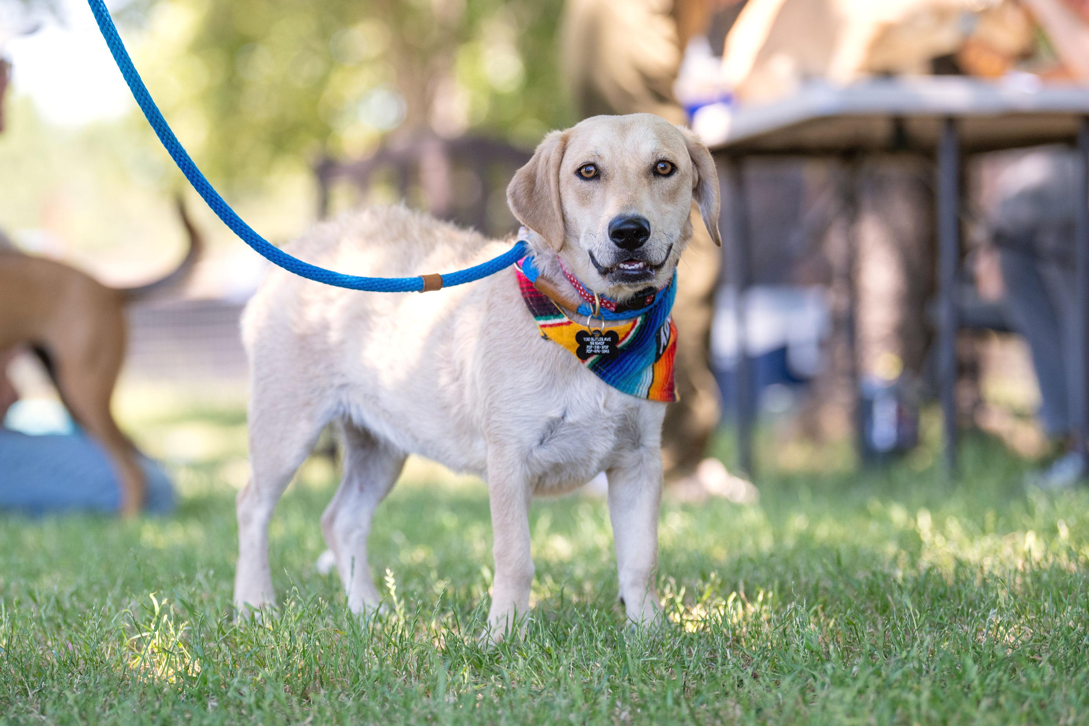 Enlarge Choriza, a ADOPTABLE mixed breed in Santa Rosa, CA image 4/4