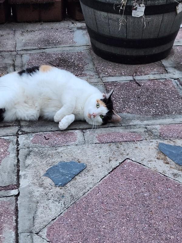 Sugar, Adoptable, Adult Female Domestic Short Hair.