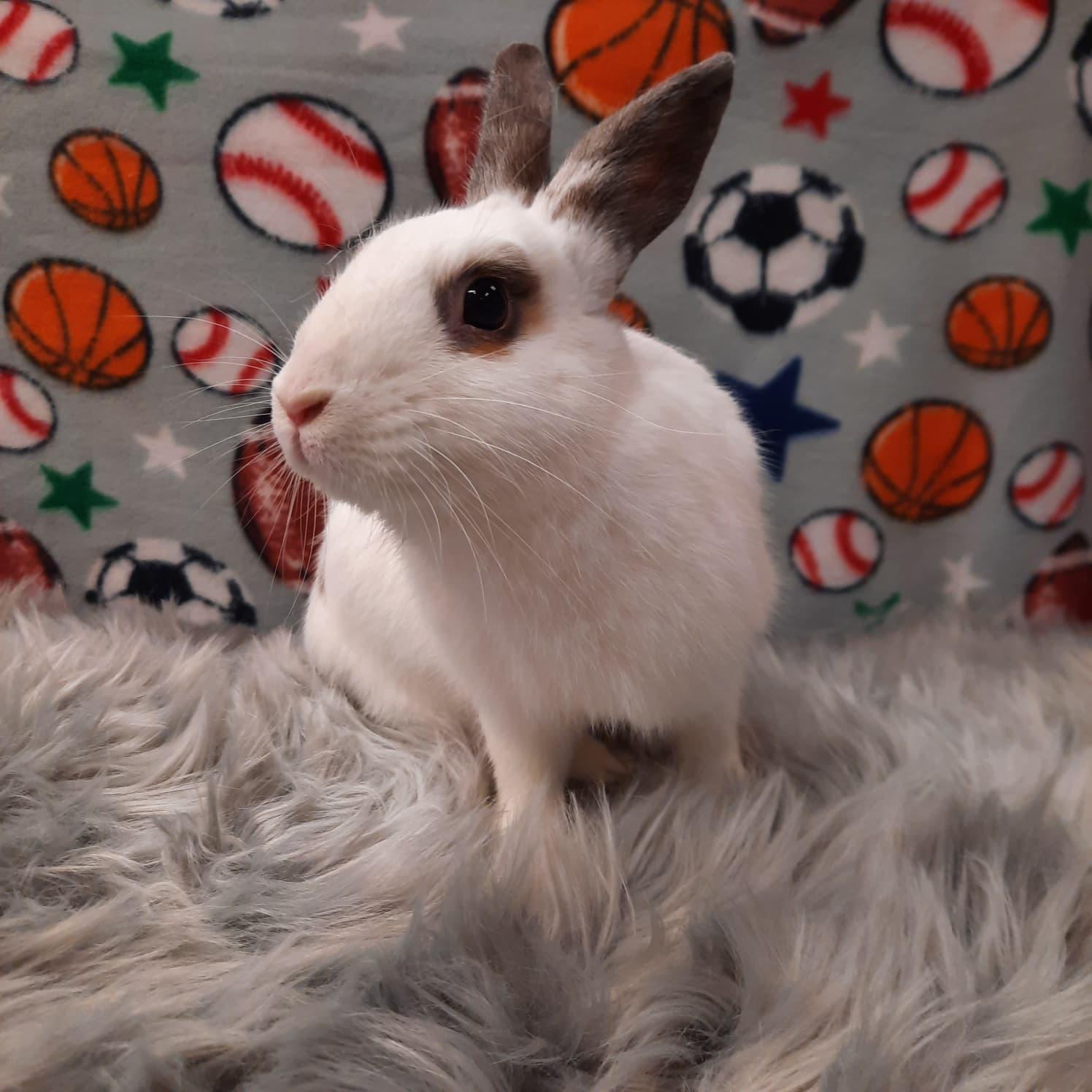 Sparky, adopted, Adult Male Bunny Rabbit.