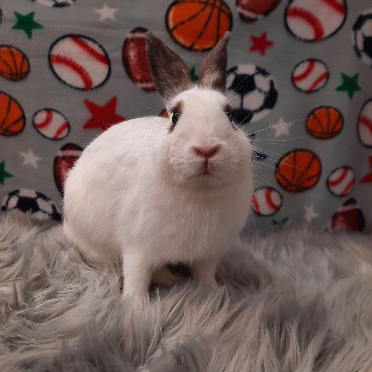 Enlarge Sparky, an adopted Bunny Rabbit in Fountain Valley, CA image 3/3