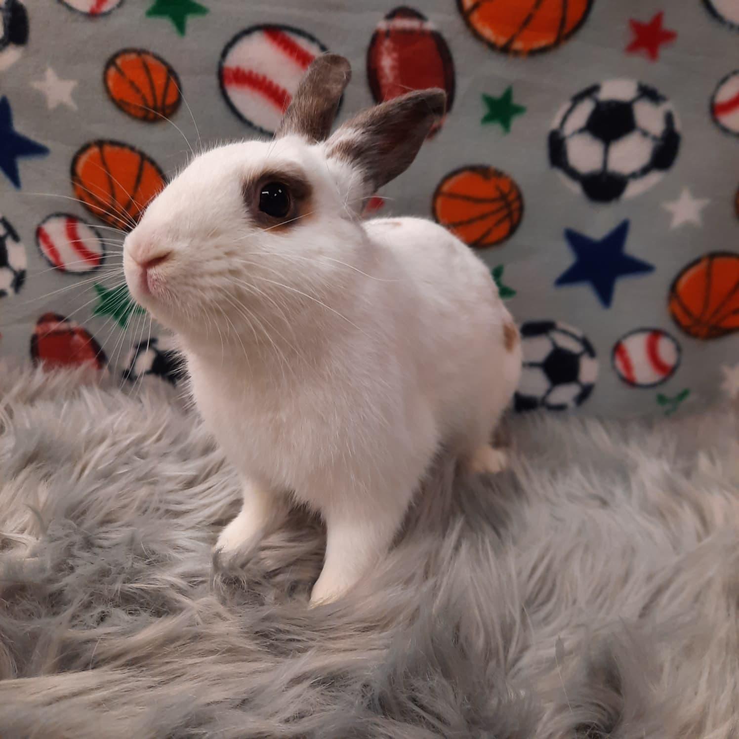 Enlarge Sparky, an adopted Bunny Rabbit in Fountain Valley, CA image 2/3