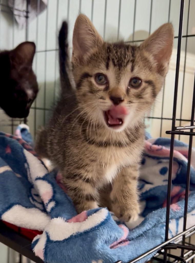 Enlarge Macchiato, a Adoptable mixed breed in Orlando, FL image 1/1
