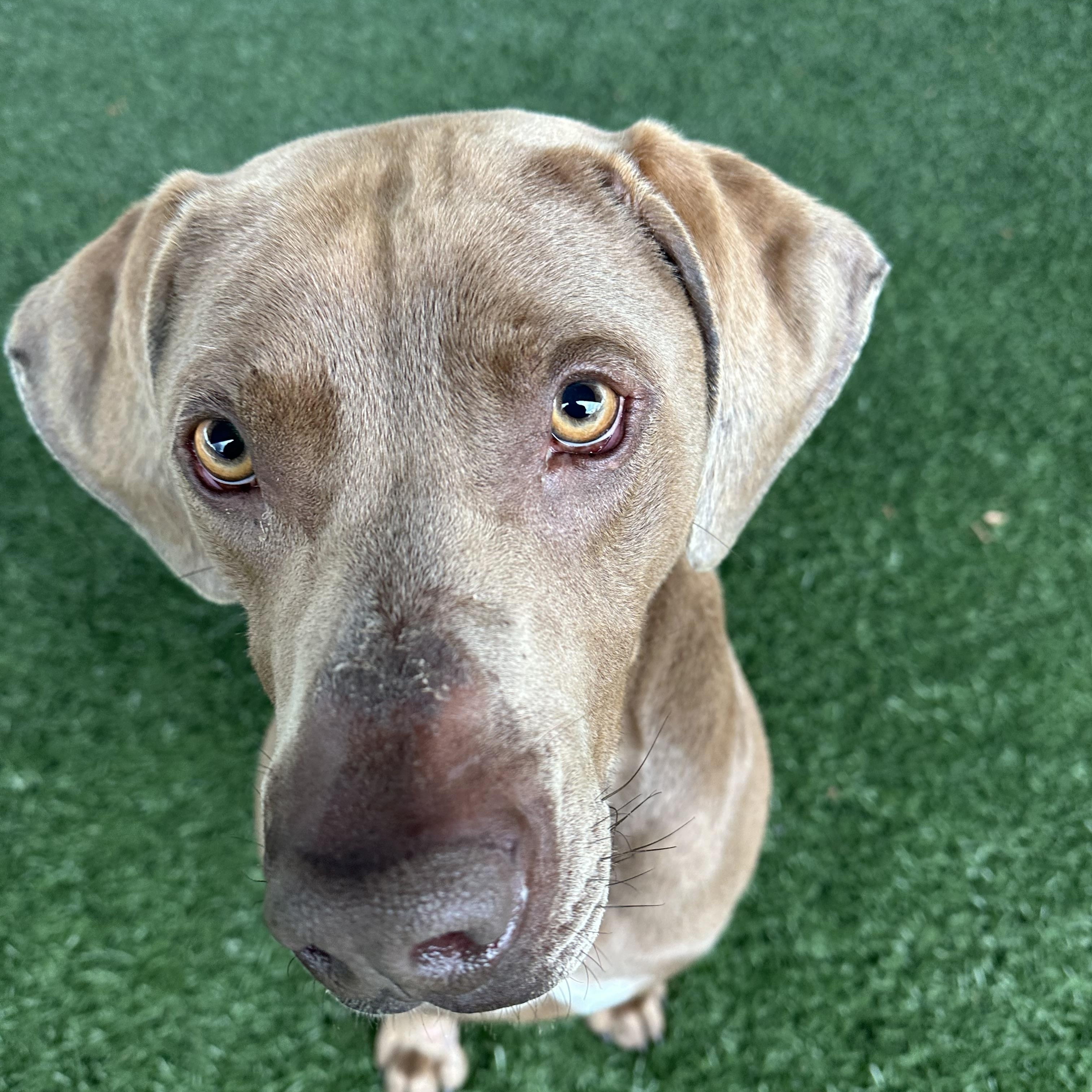 Kane , an adopted mixed breed in Newnan, GA image 2/5