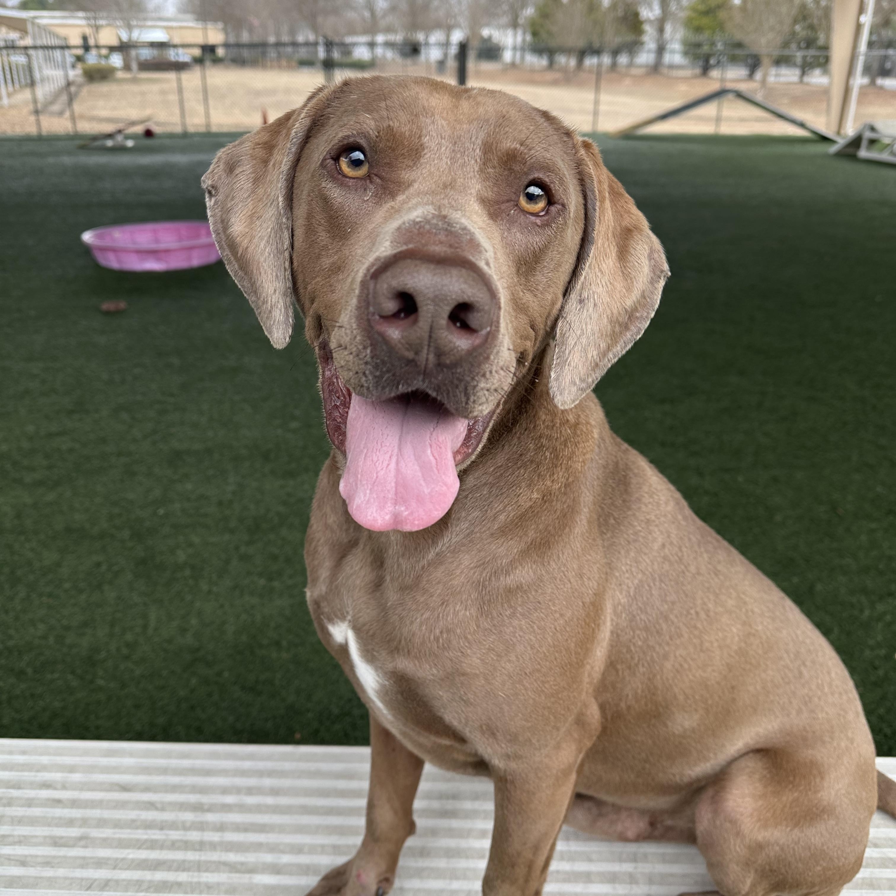 Kane , an adopted mixed breed in Newnan, GA image 4/5