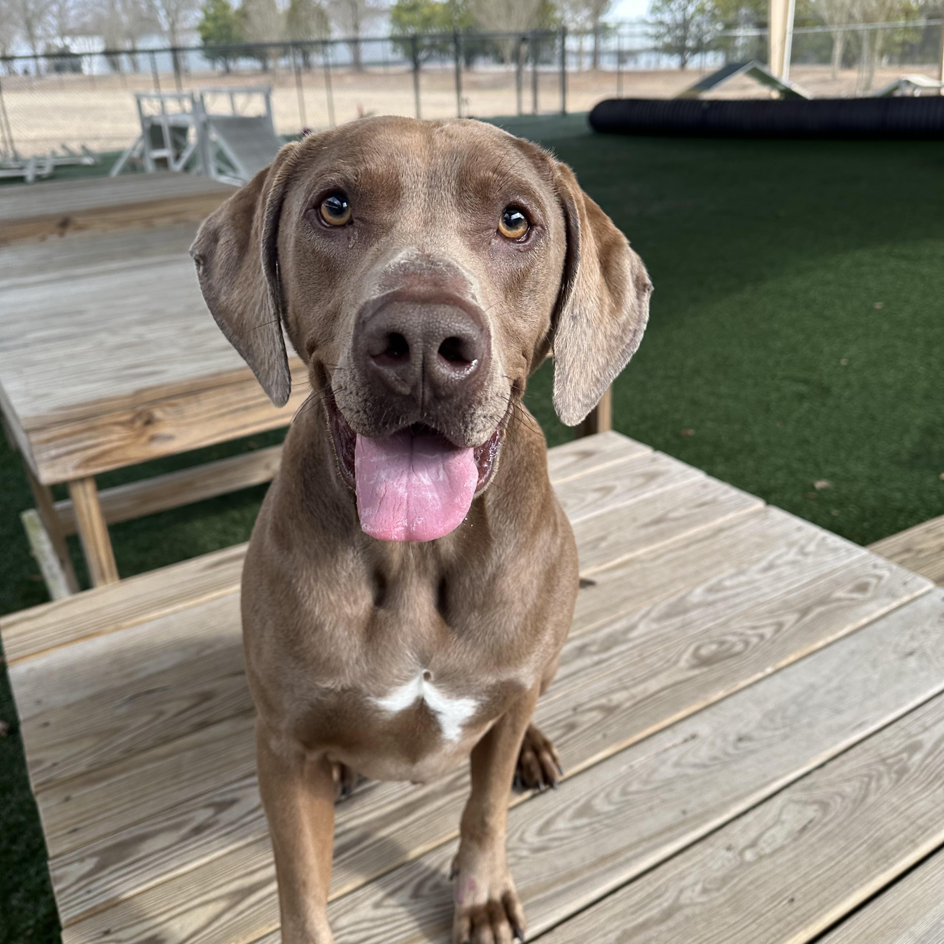 Kane , adopted, Adult Male Weimaraner.
