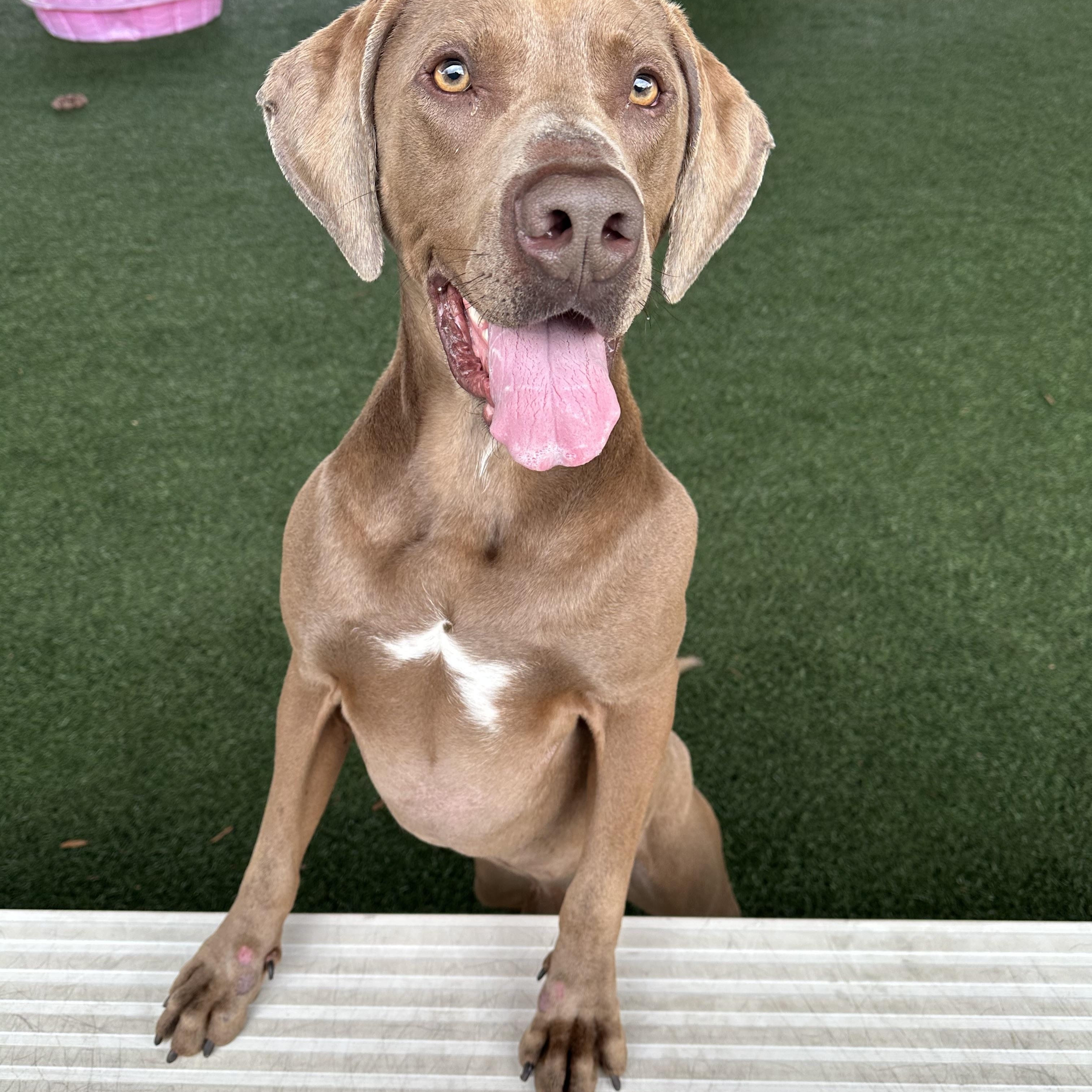 Kane , an adopted mixed breed in Newnan, GA image 5/5