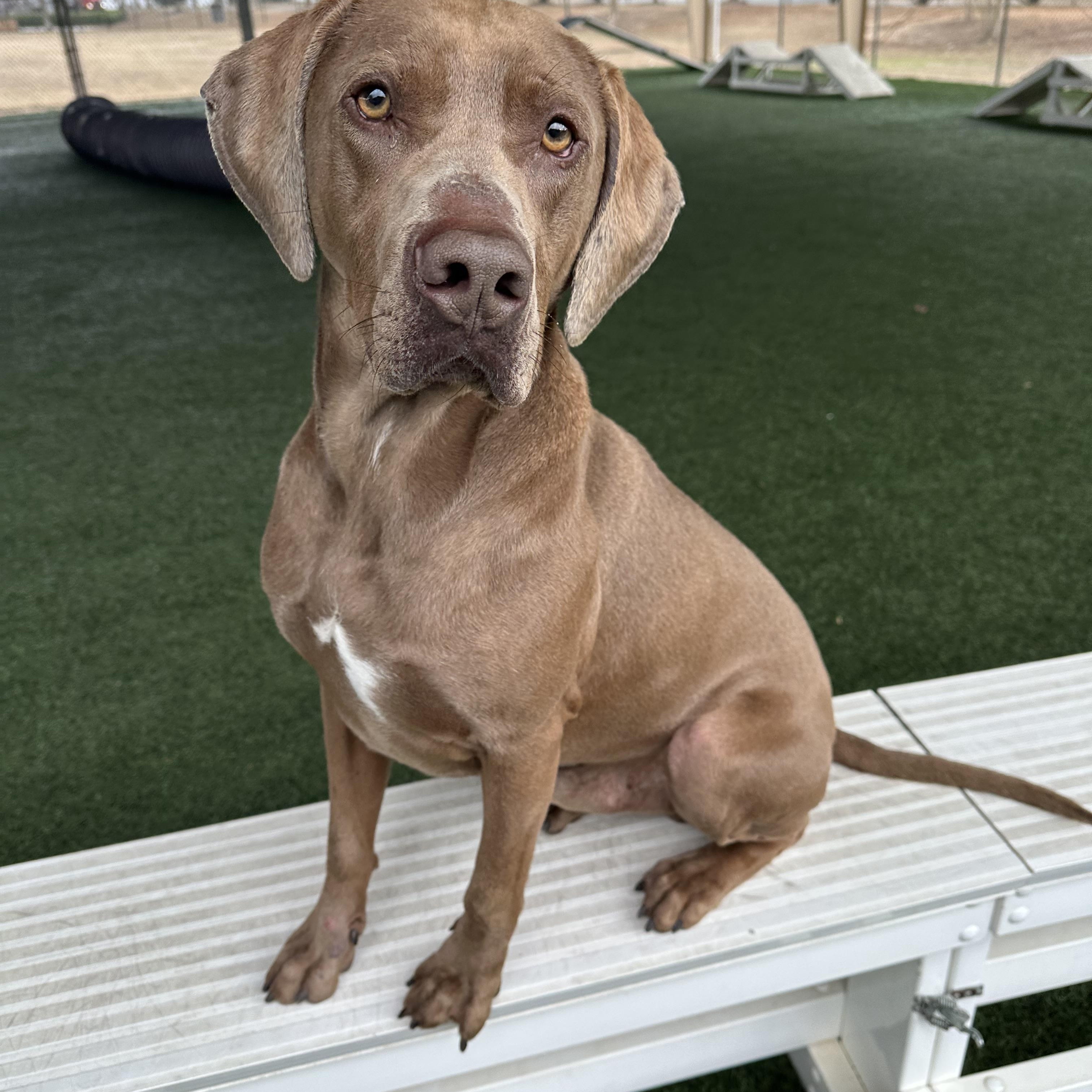 Kane , an adopted mixed breed in Newnan, GA image 3/5