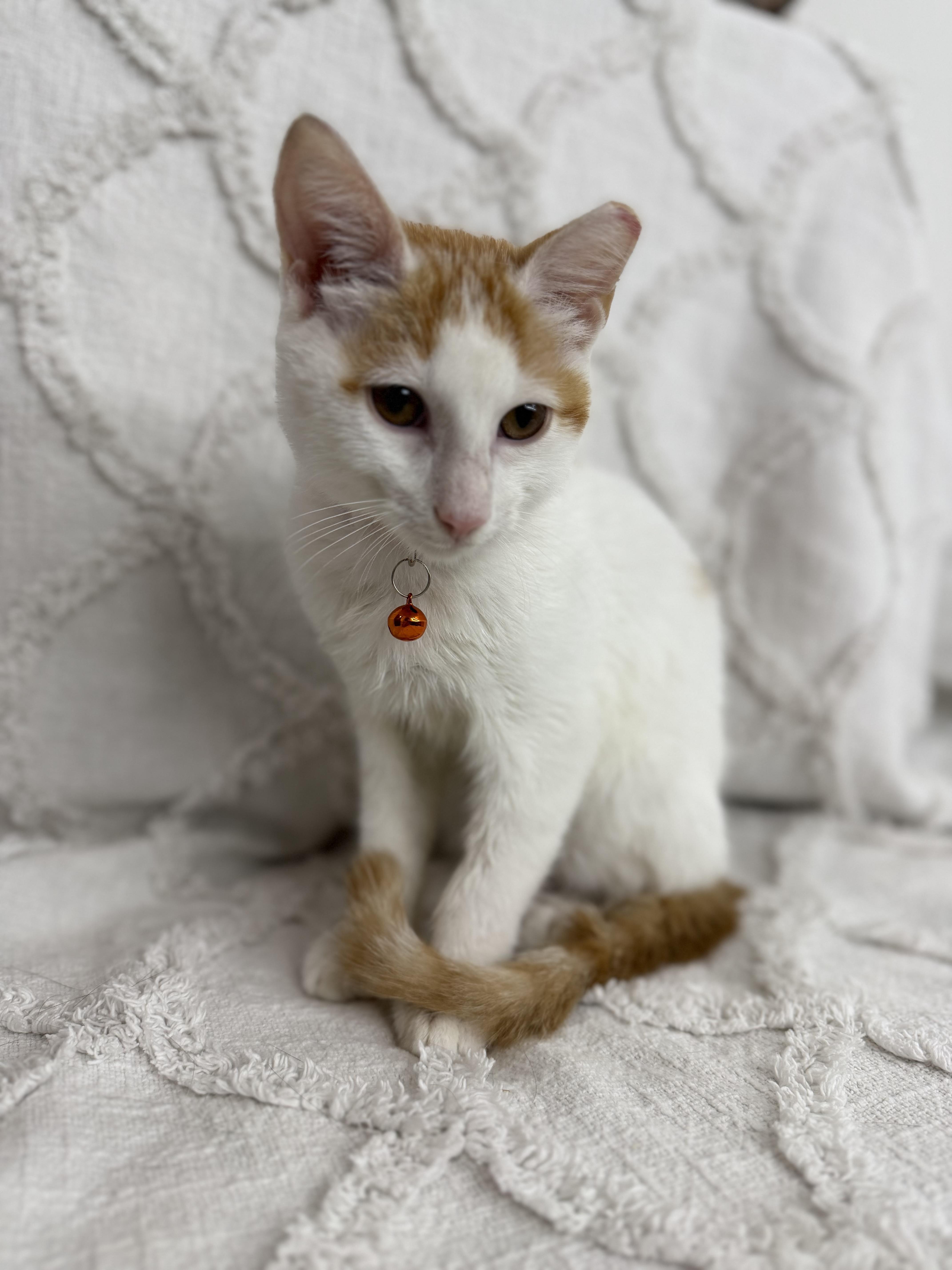 Queso, a ADOPTABLE Domestic Short Hair in Washington, DC image 3/3