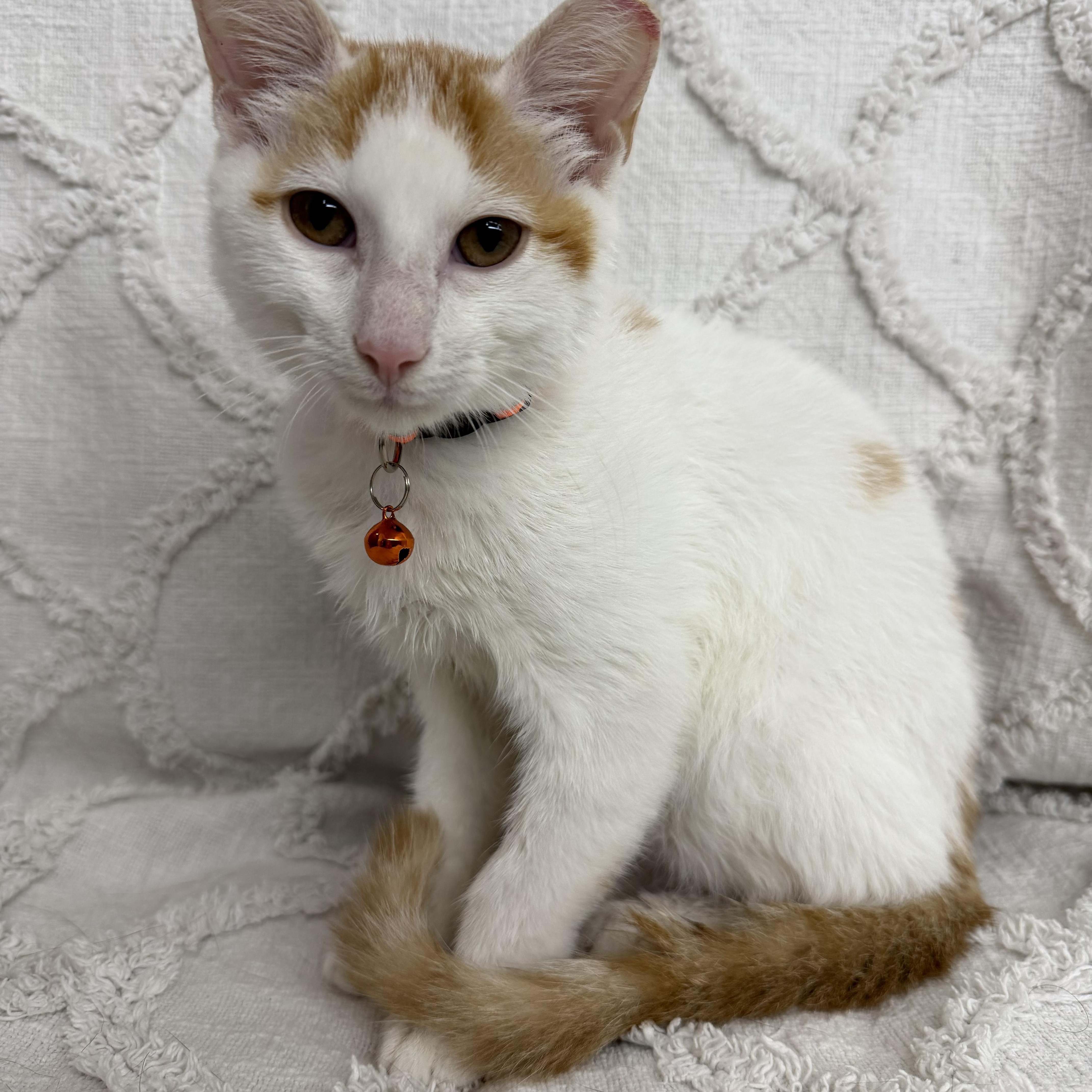 Queso, ADOPTABLE, Kitten Male Domestic Short Hair.
