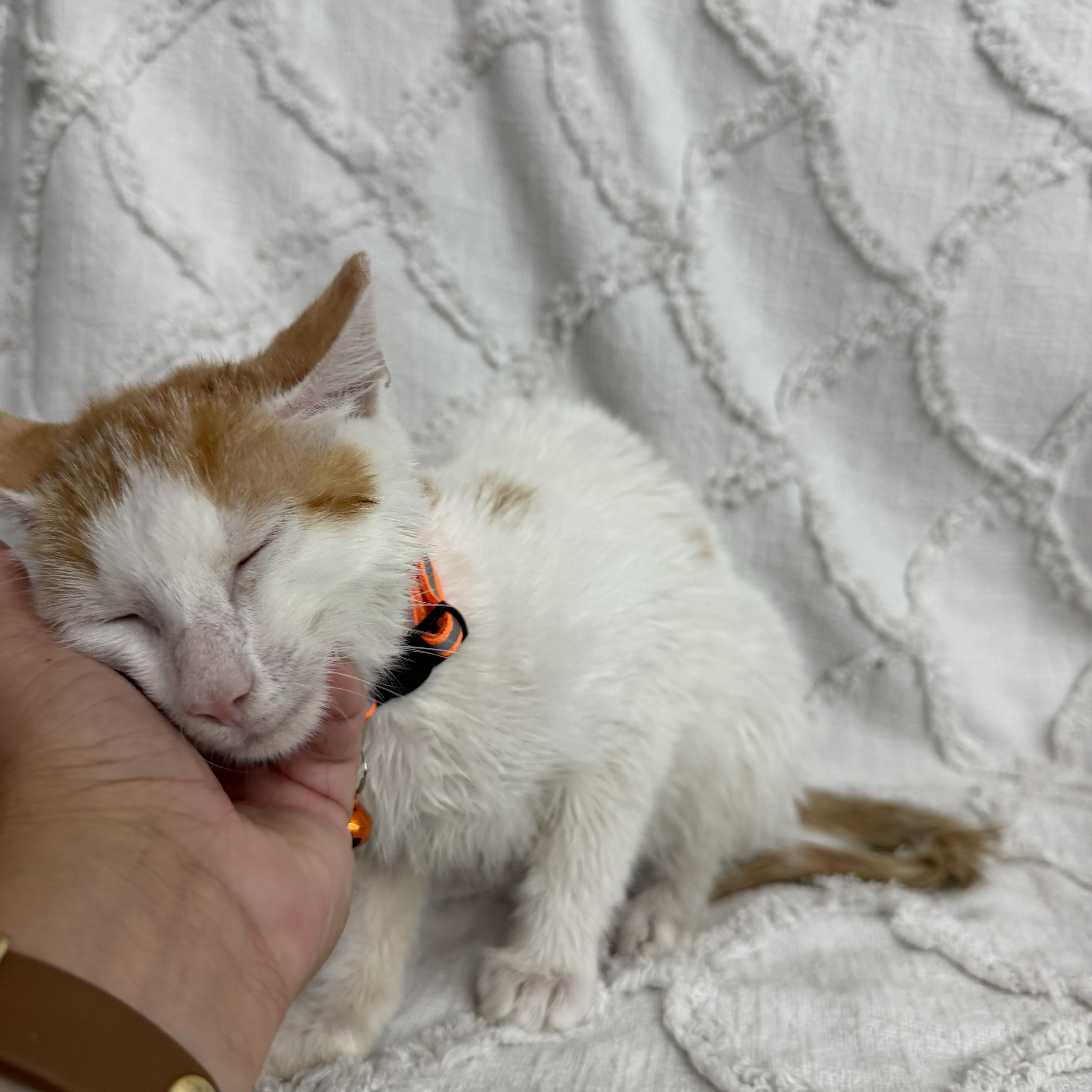 Queso, a ADOPTABLE Domestic Short Hair in Washington, DC image 2/3