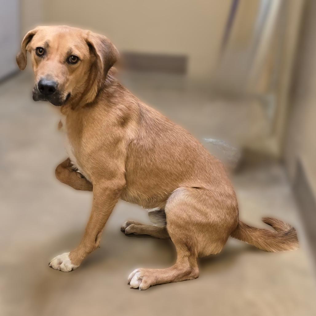 Enlarge Redmond, a Adoptable mixed breed in Wickenburg, AZ image 2/4