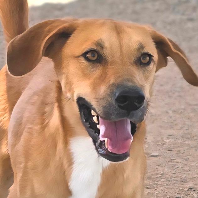 Enlarge Redmond, a Adoptable mixed breed in Wickenburg, AZ image 4/4